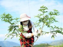 云南省“十四五”花椒产业发展规划