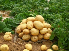 土豆的生长习性